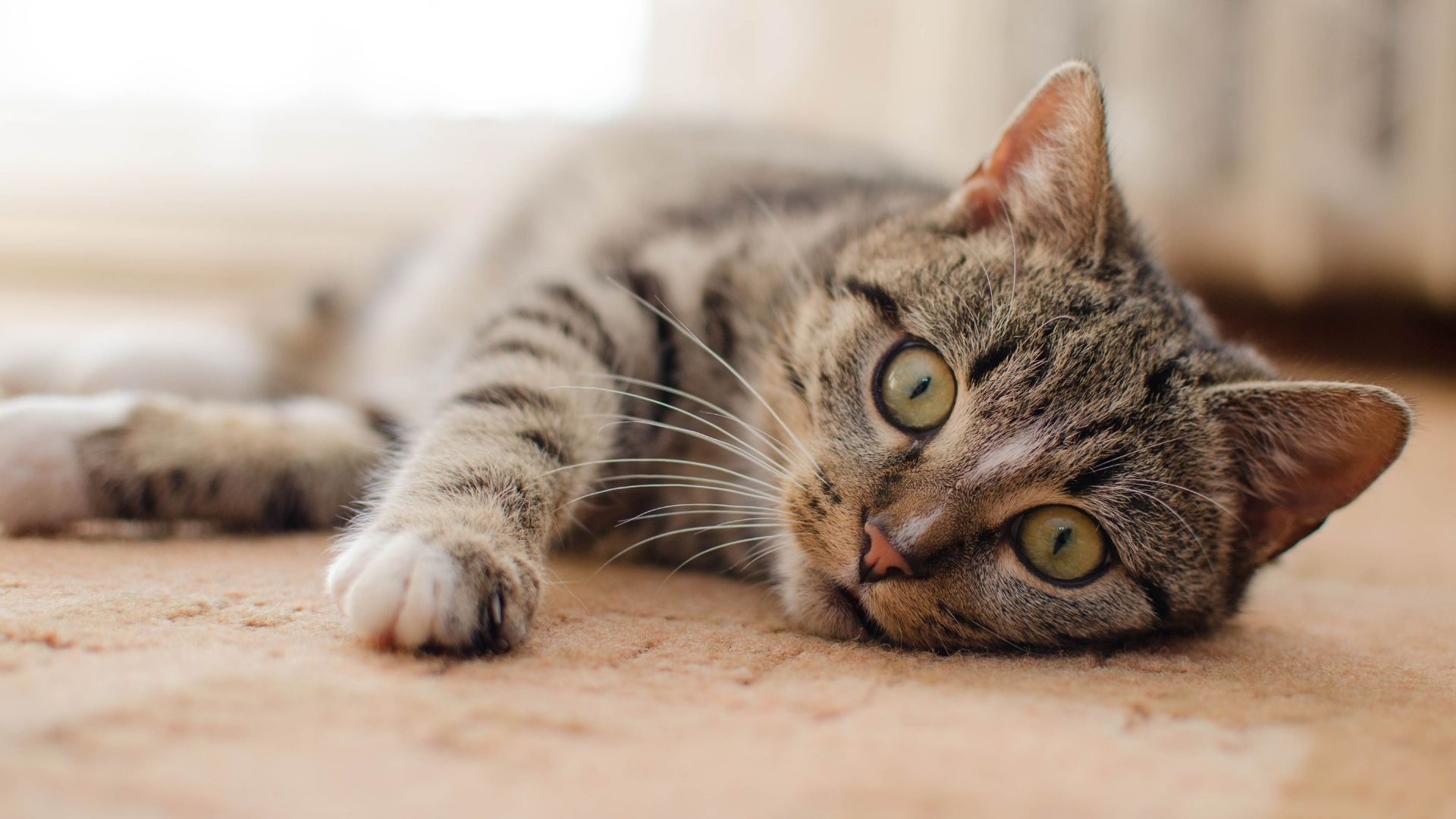 Vet Near Me Spring Hill, Fl 34609 Silverthorn Animal Clinic