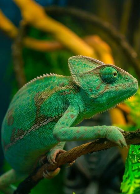 silverthorn animal clinic images-exotic
