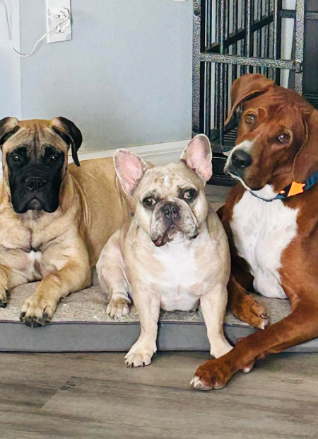 the boys hairless cat patient
